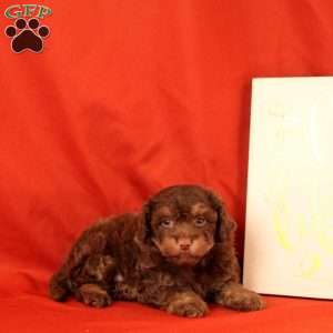 Fiona, Morkie-Poo Puppy